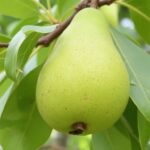 Navigator Pear