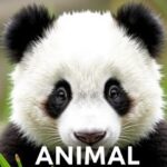 Buy Panda Animal