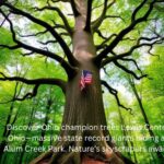 ohio champion trees lewis center ohio